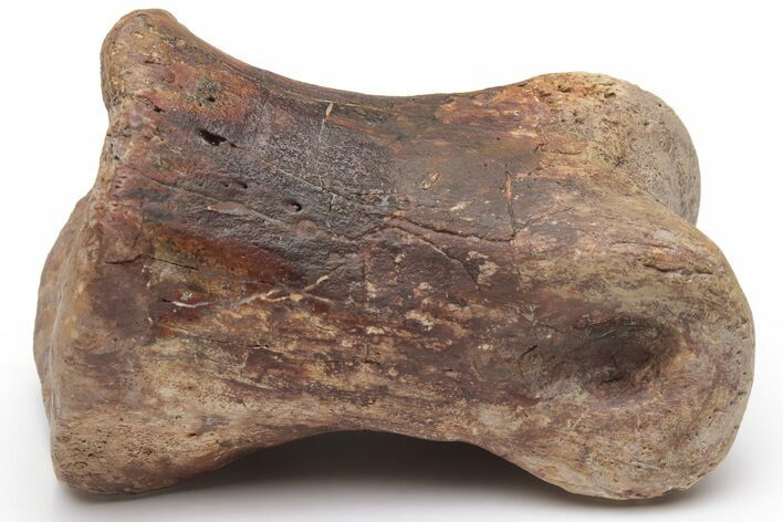 Ornithomimid (Struthiomimus) Toe Bone - Montana #235559